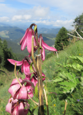 © 2025 Oberlehenhof