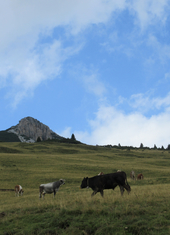 © 2025 Oberlehenhof